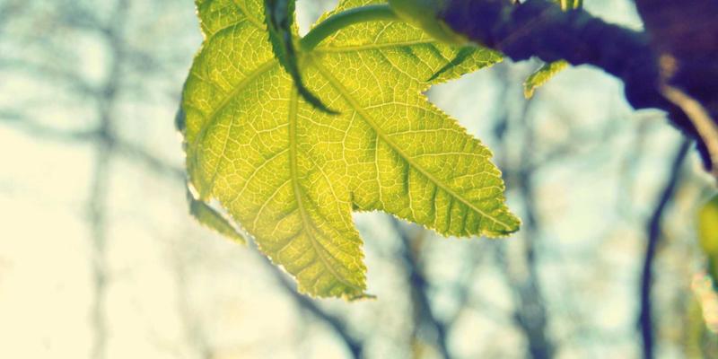 台湾科技29：软件产业动态与前沿科技新闻深度解读